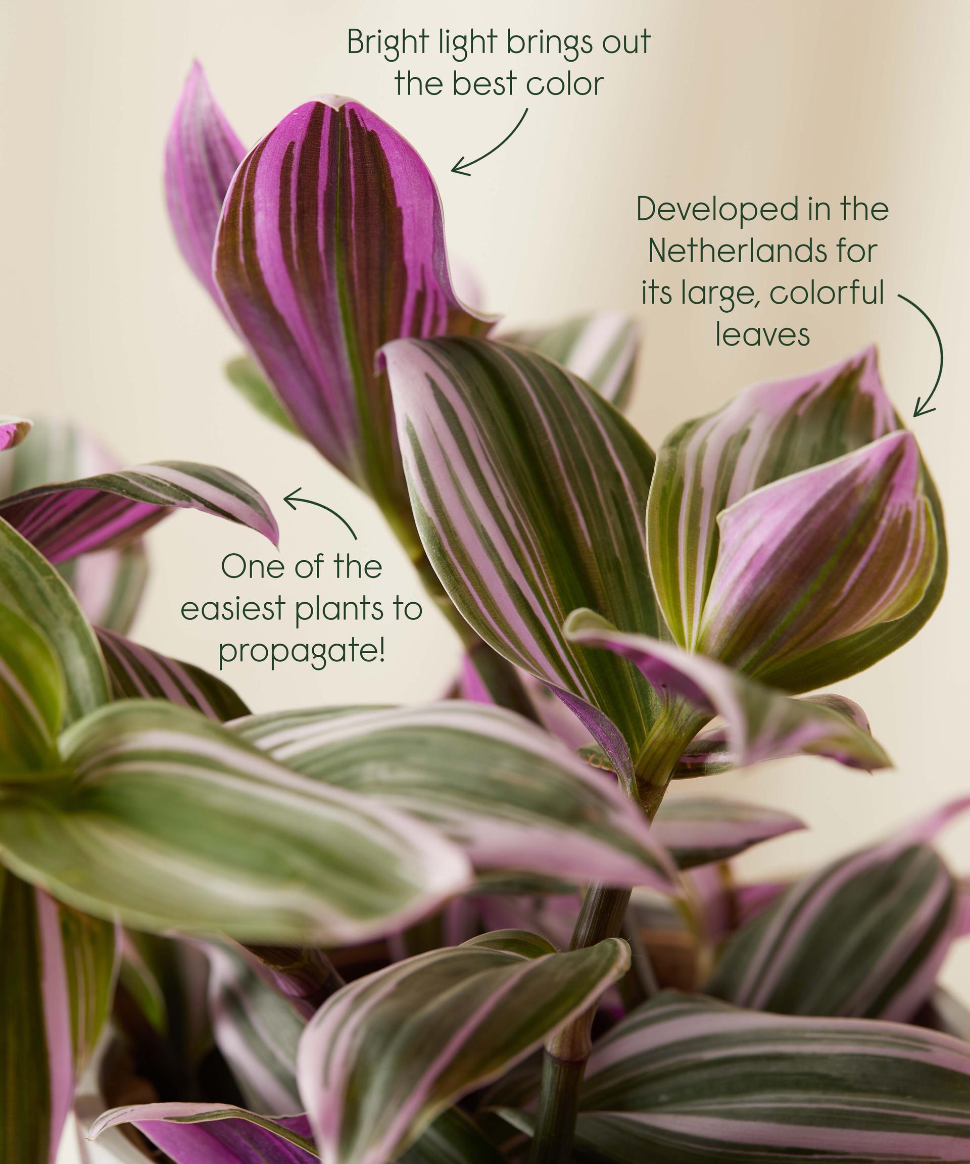 Tradescantia Nanouk