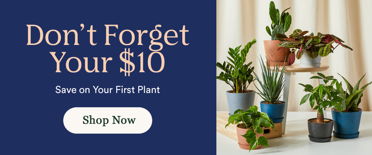 Indoor Plants