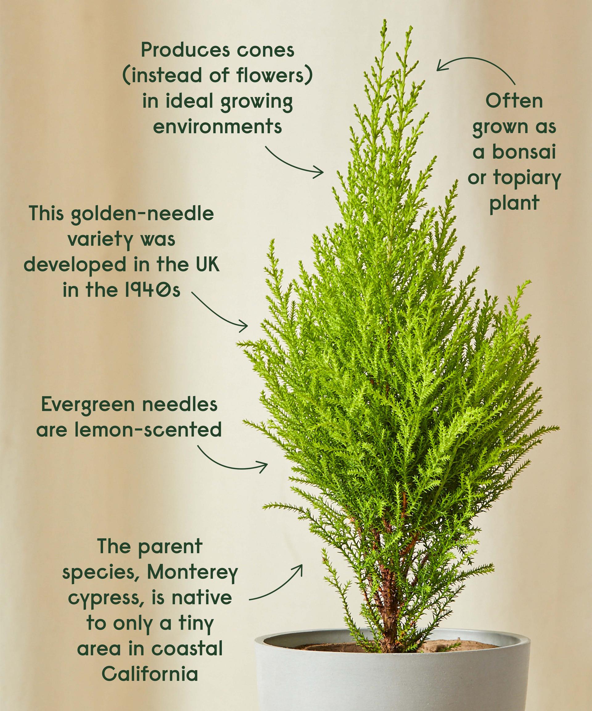 Lemon Cypress cool facts!