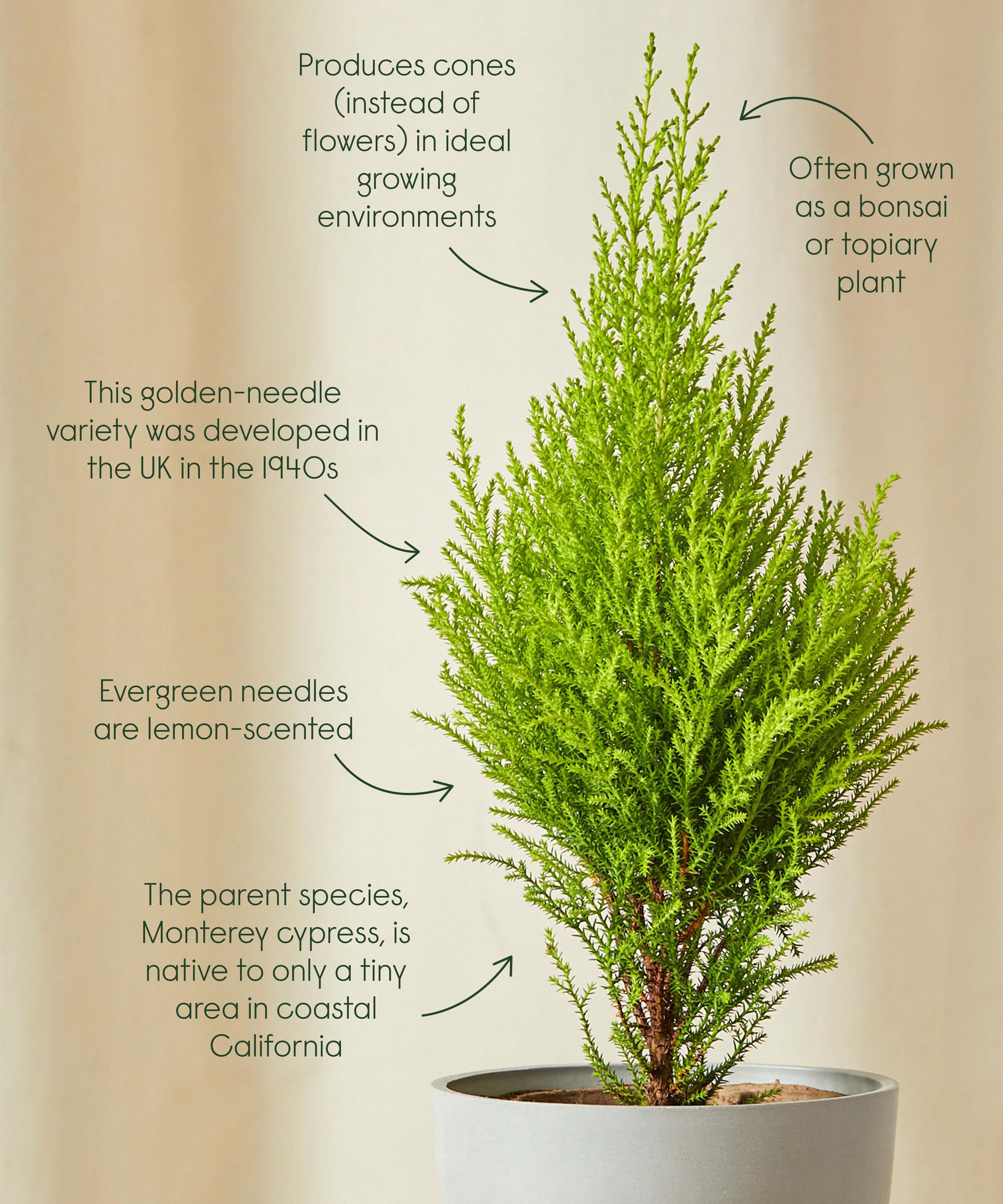 Lemon Cypress cool facts!