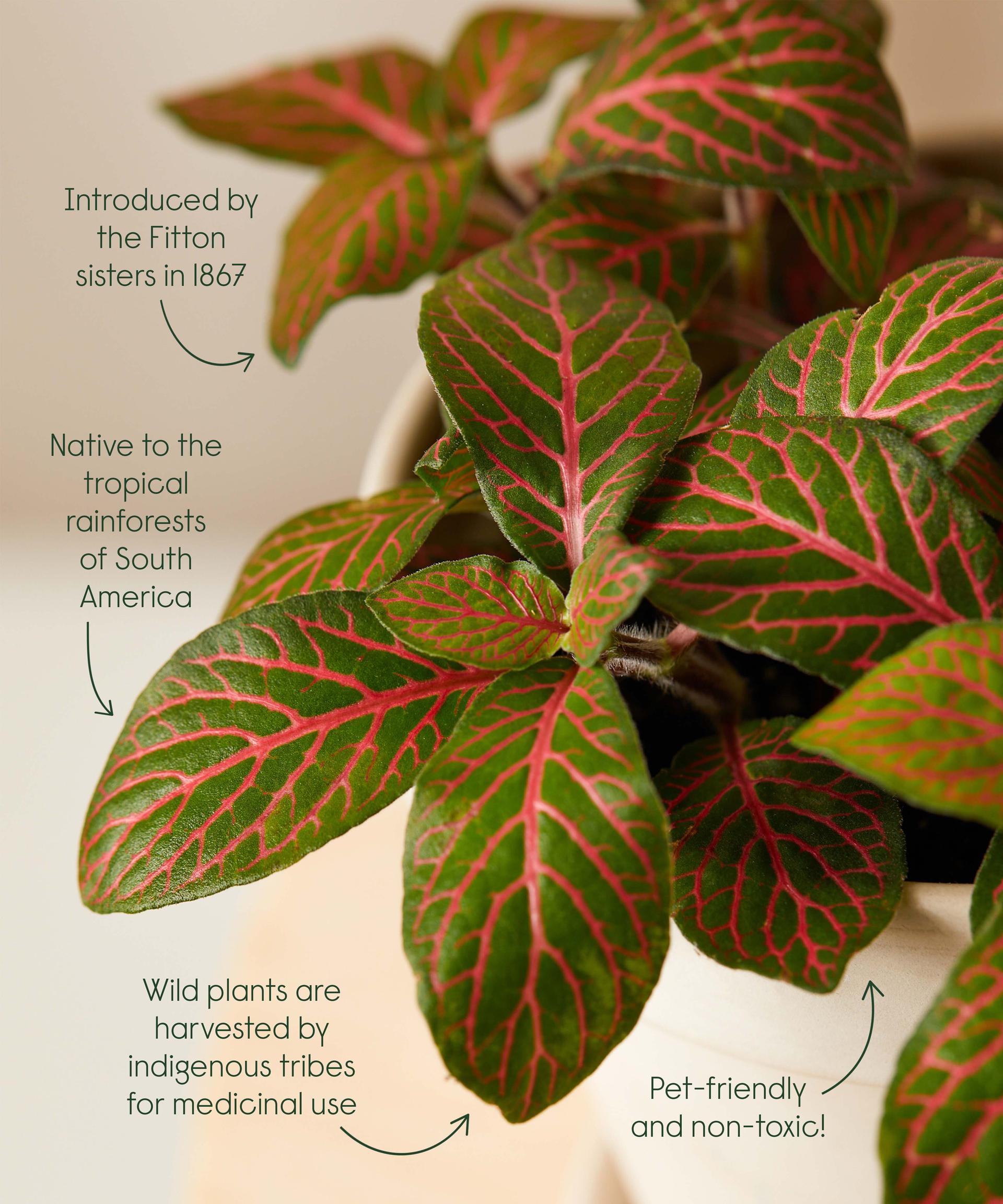 Red Fittonia cool facts!