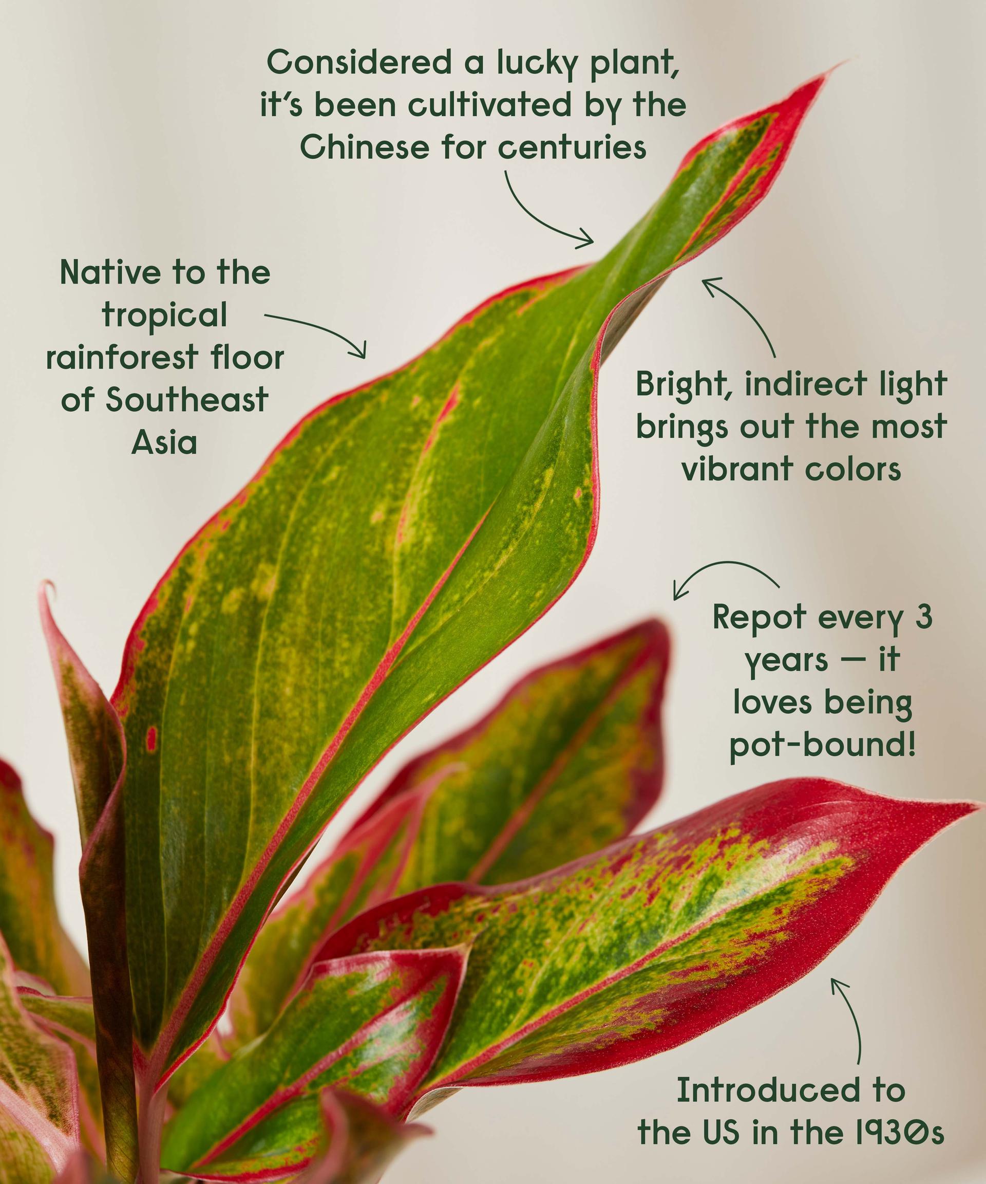 Pink Aglaonema cool facts!