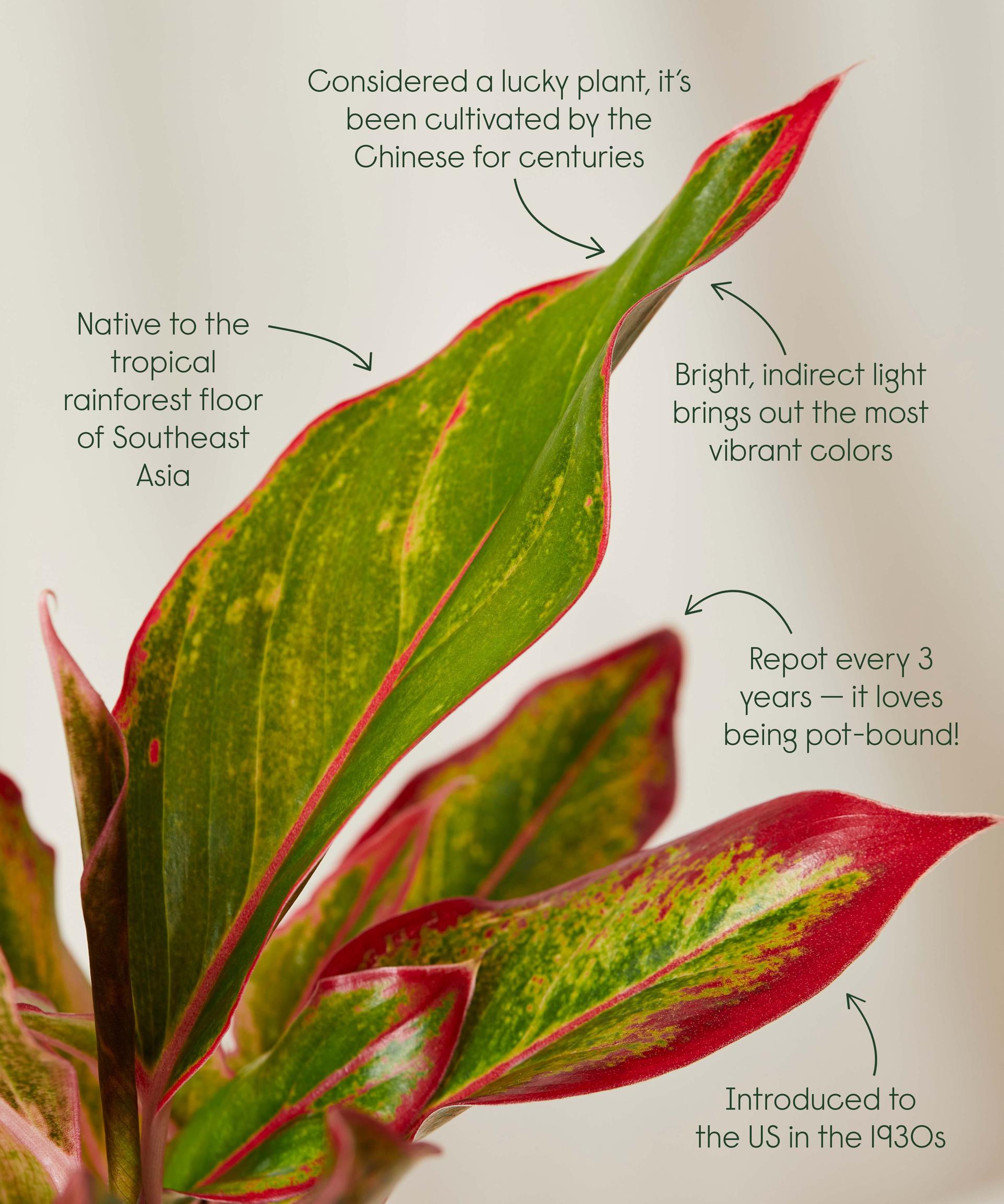 Pink Aglaonema cool facts!