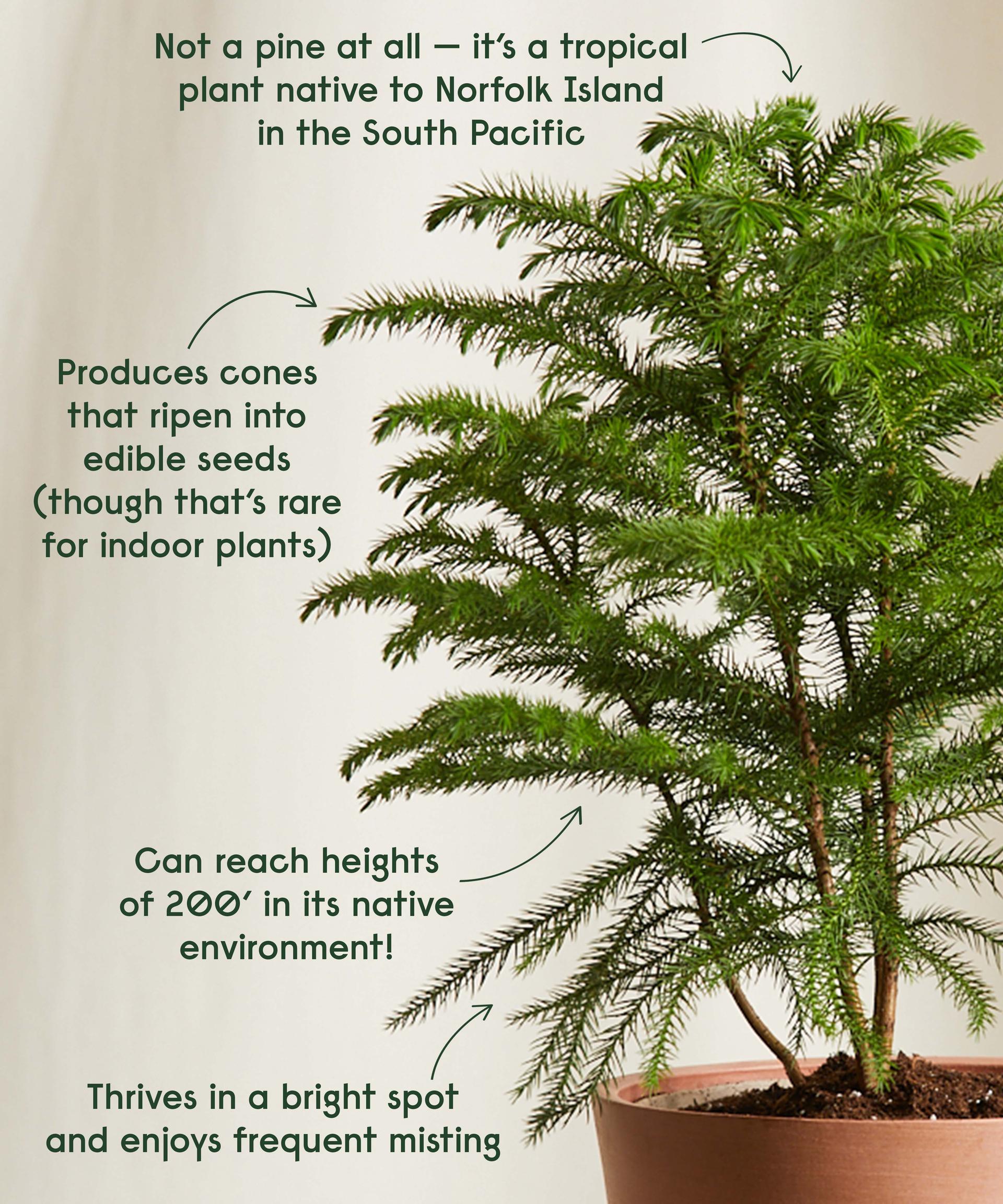 Norfolk Pine cool facts!