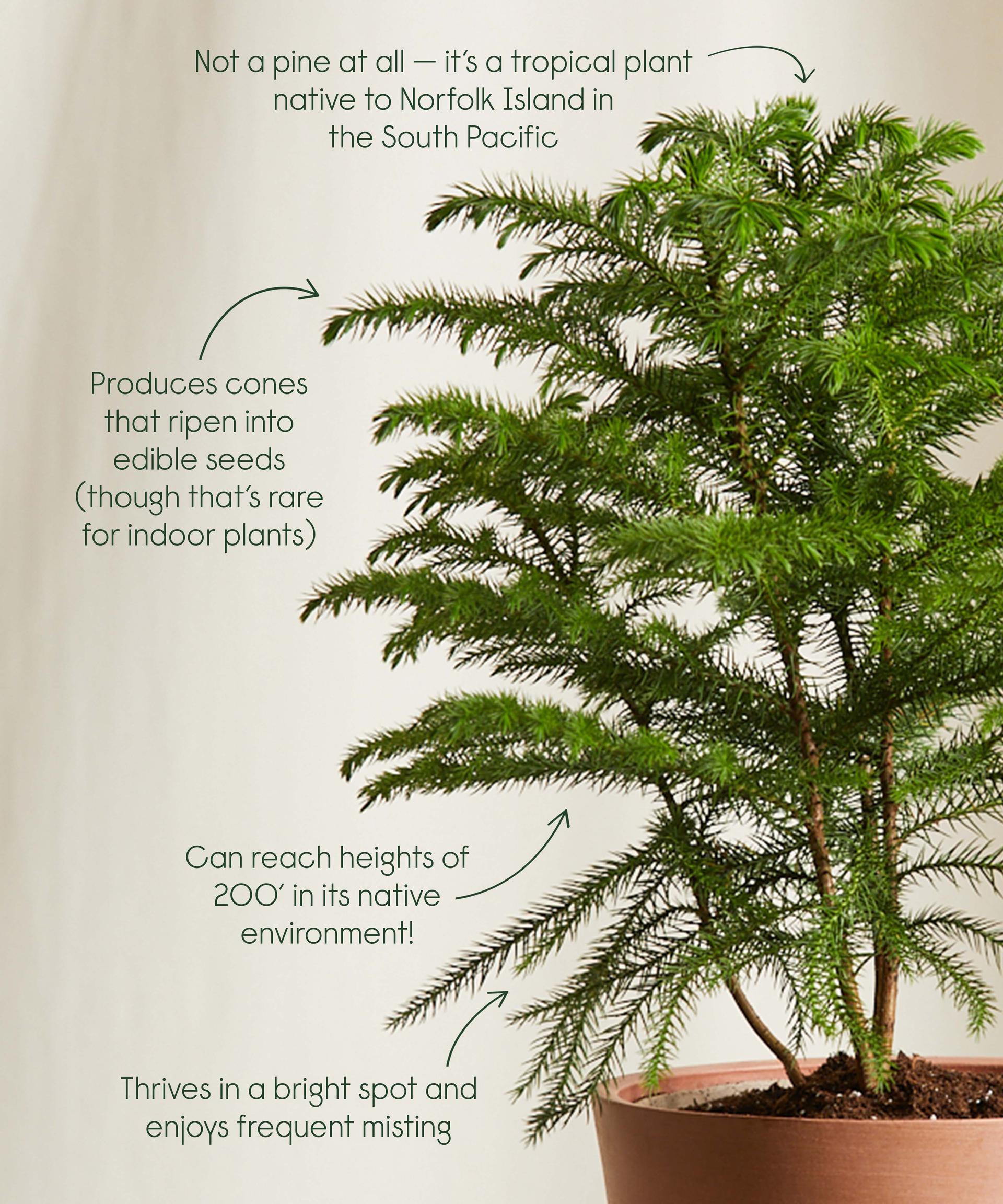 Norfolk Pine cool facts!