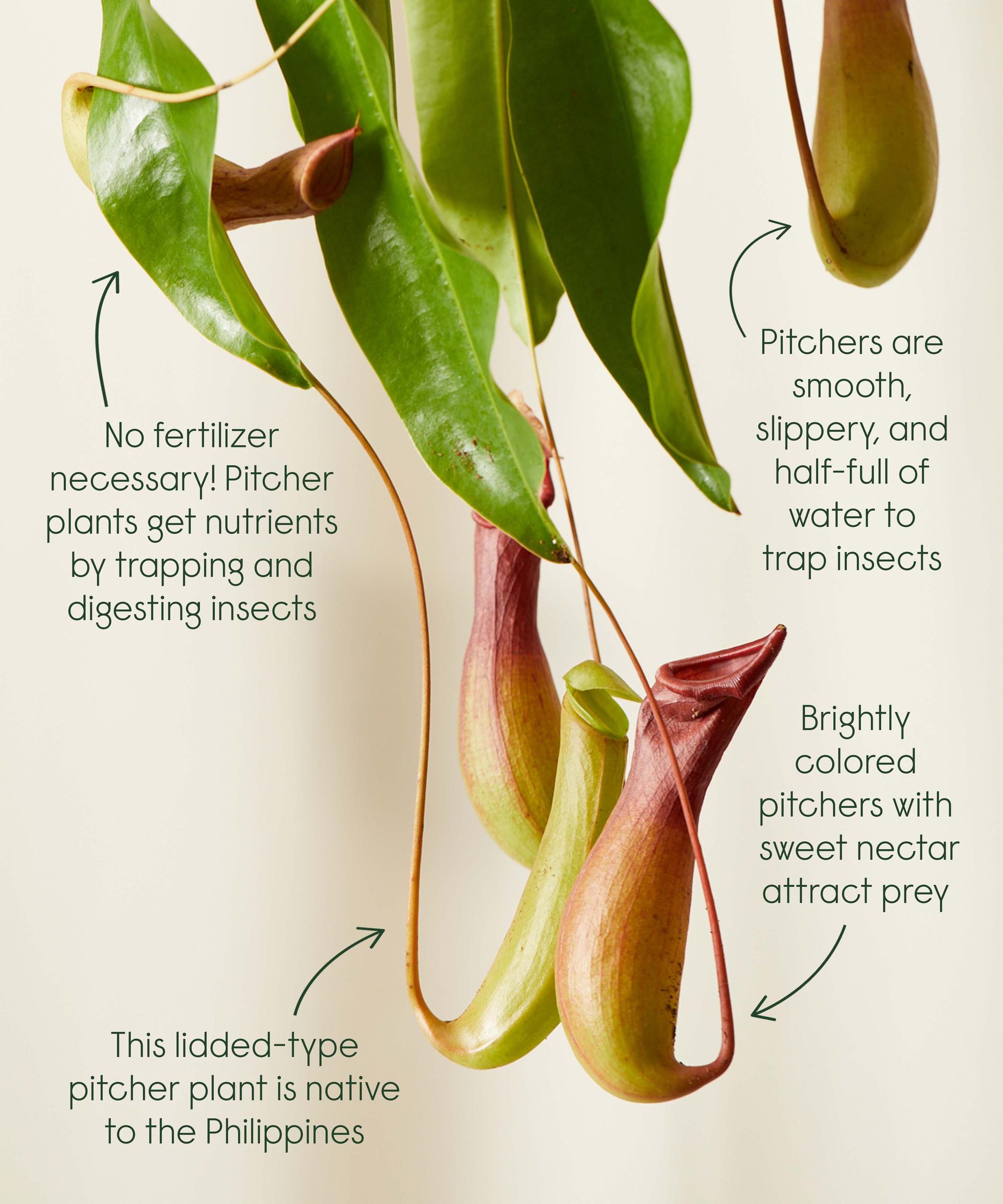 Pitcher Plant