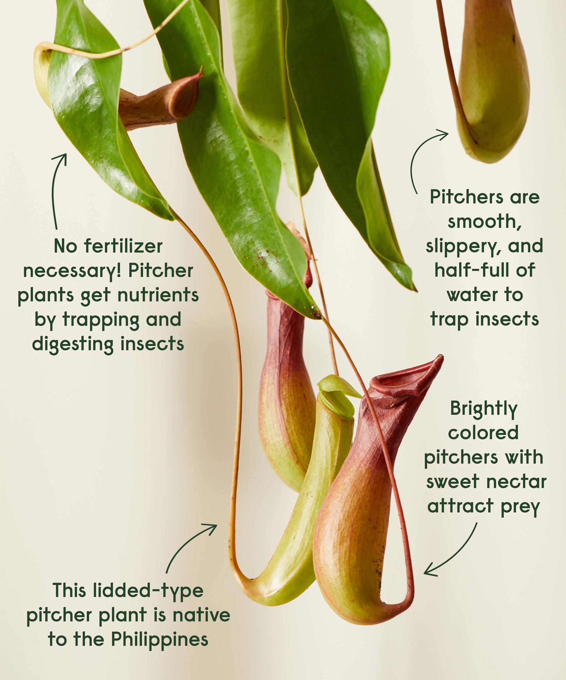 Pitcher Plant