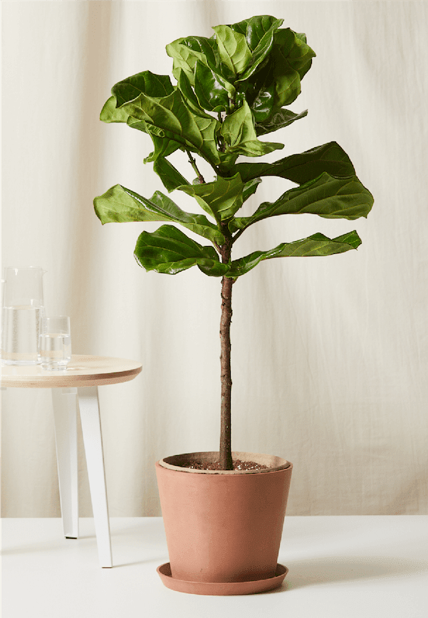 Fiddle Leaf Fig
