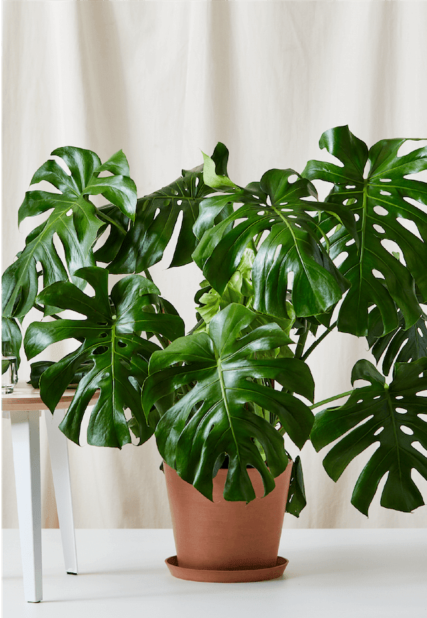 Monstera