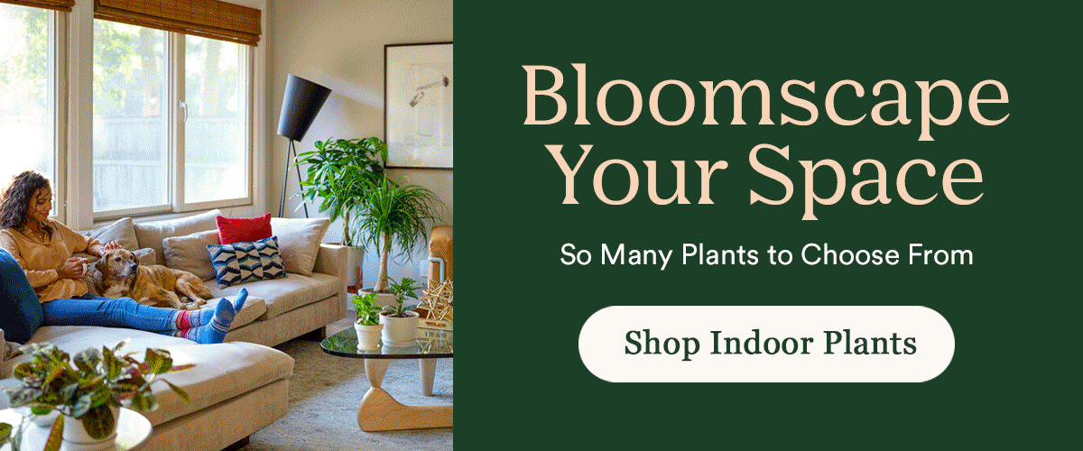 Bloomscape Your Space