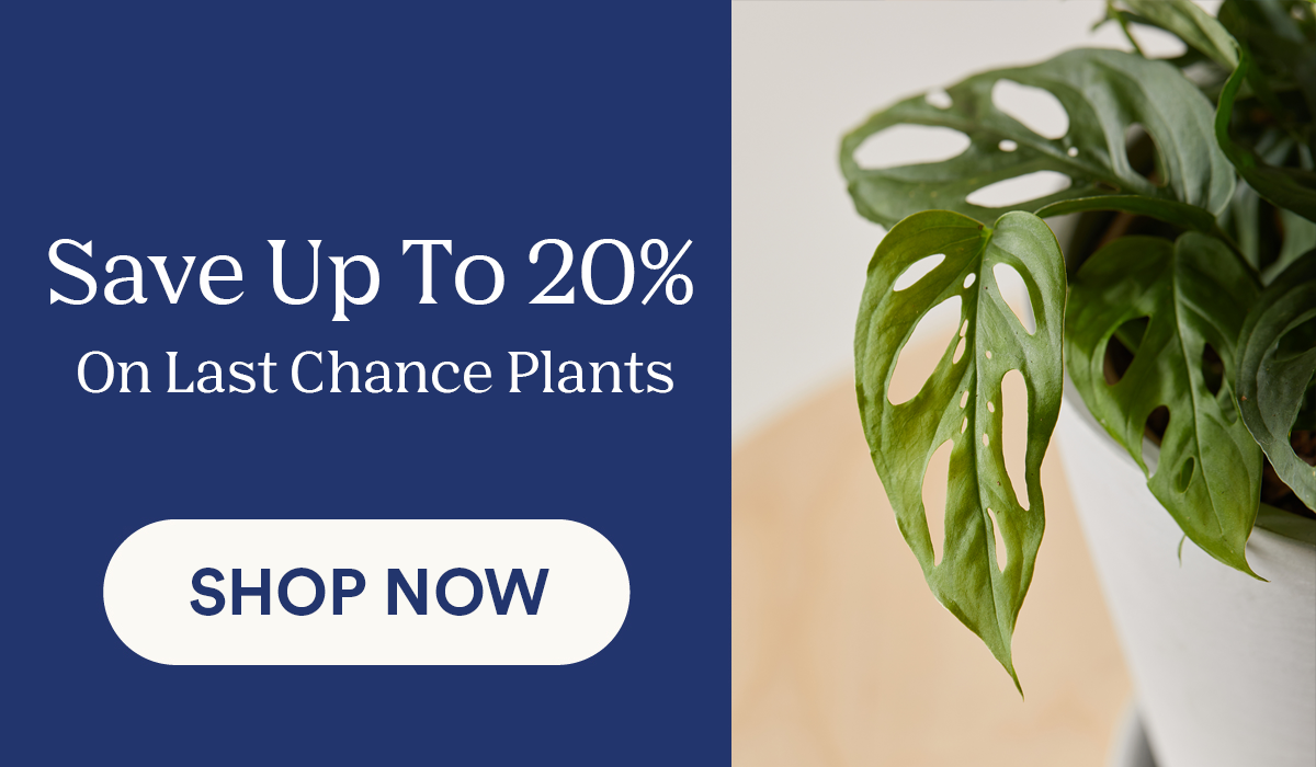 Last chance plants