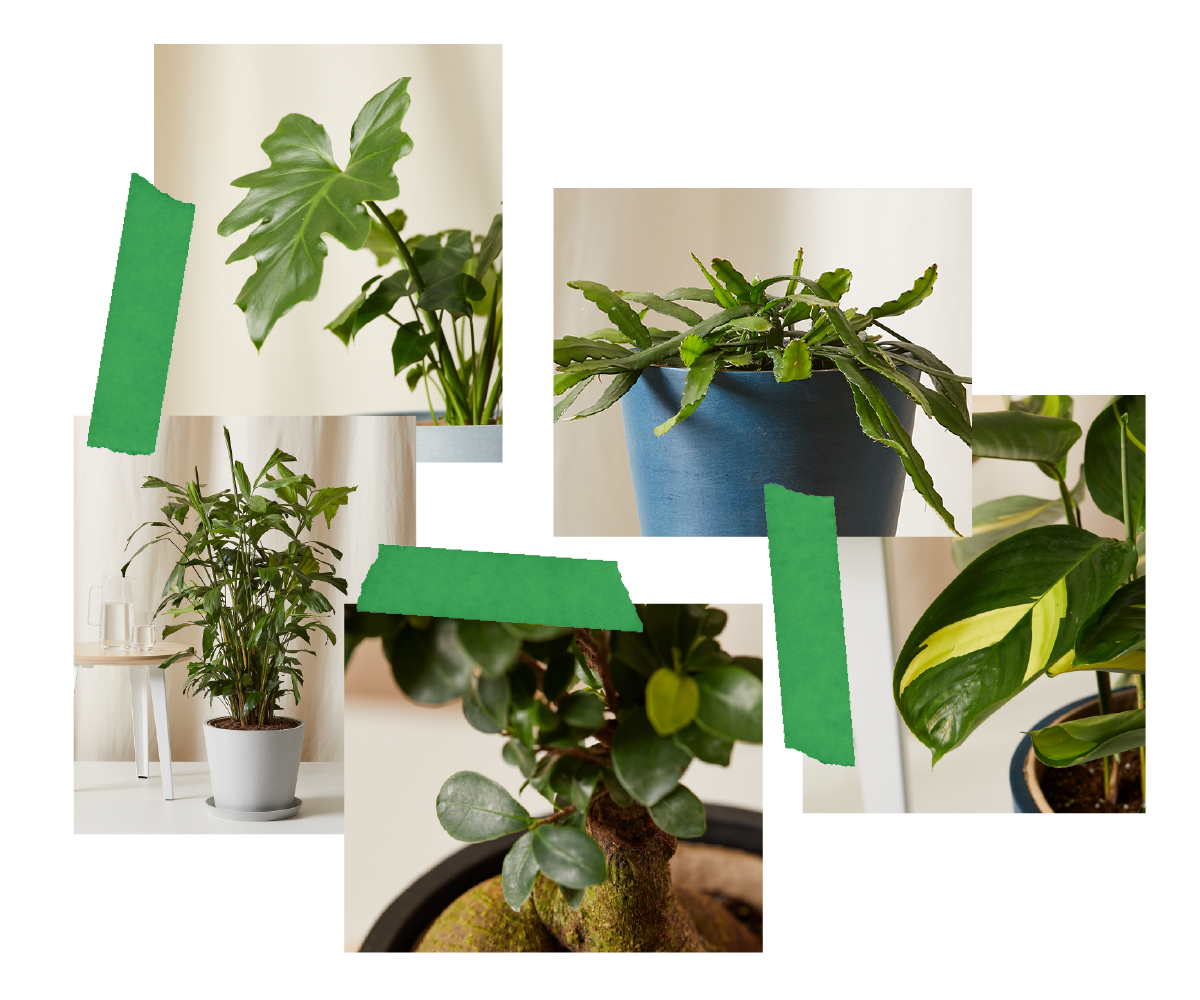 A collage of five indoor plants.
