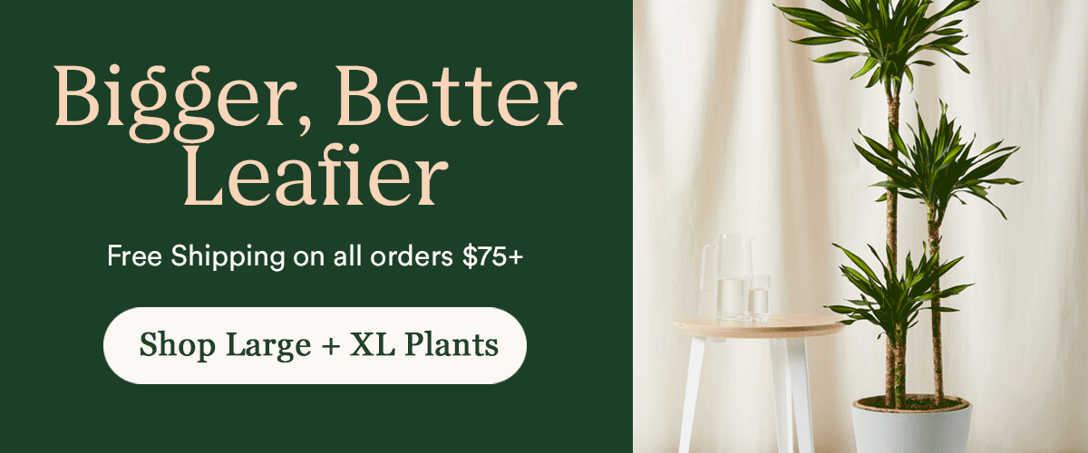 Shop Large + XL Plants