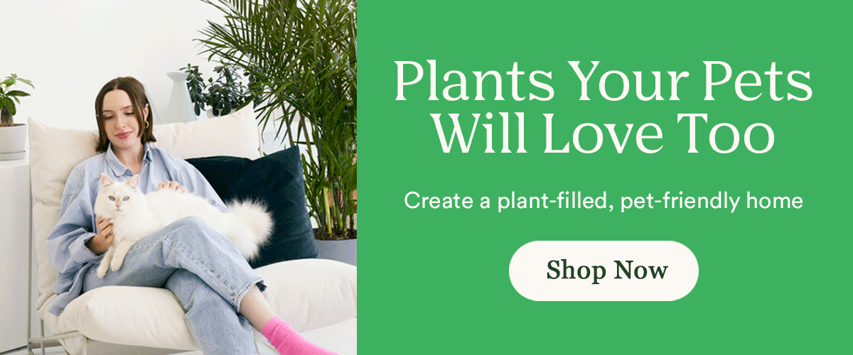 Plants Your Pets Will Love Too
