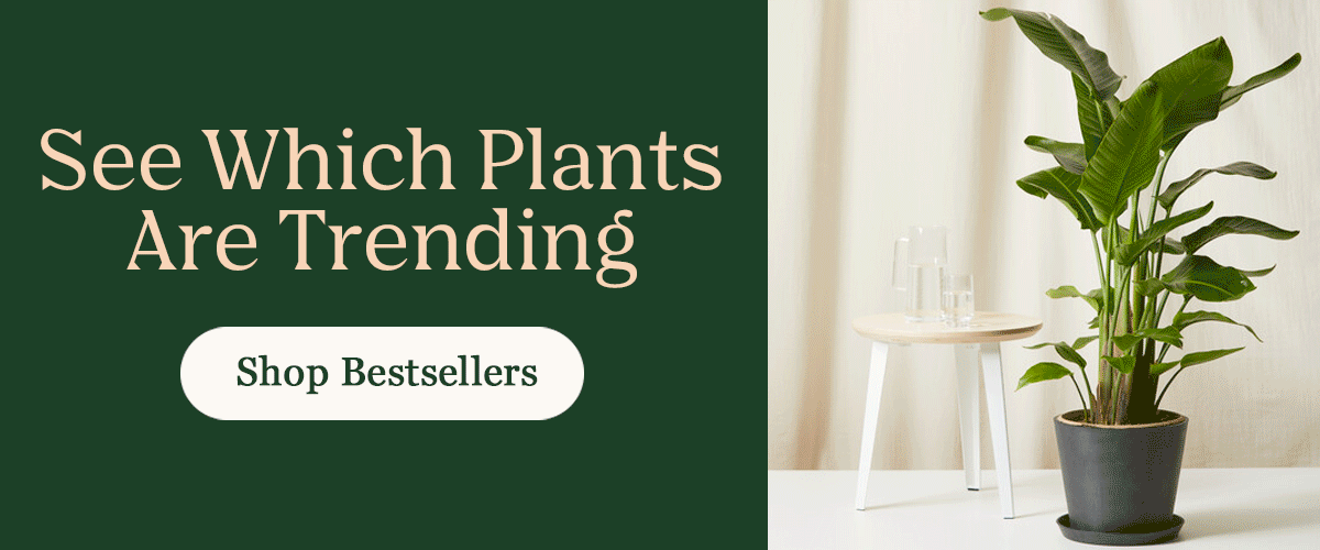 See Which Plants Are Trending