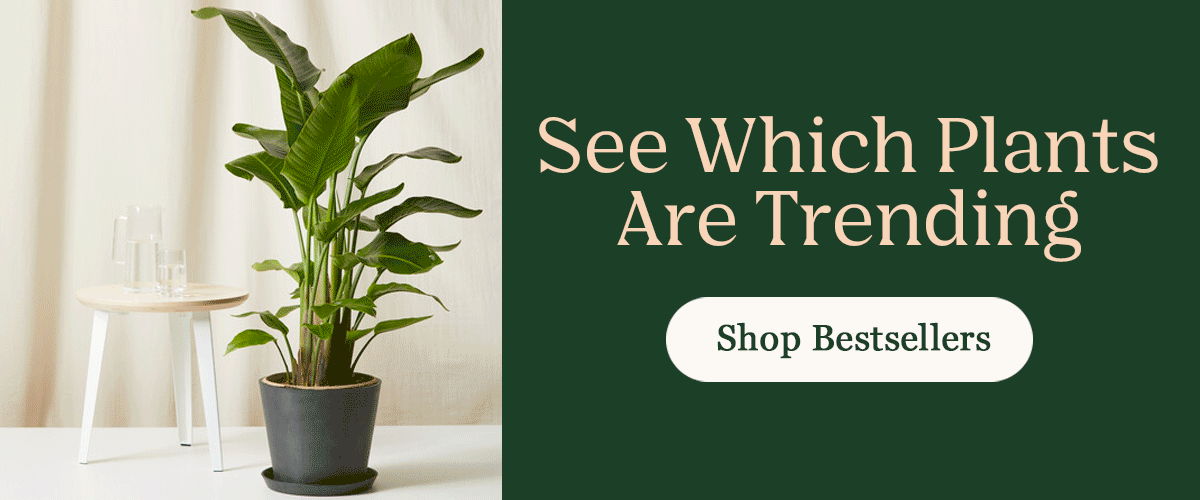 Shop Bestsellers