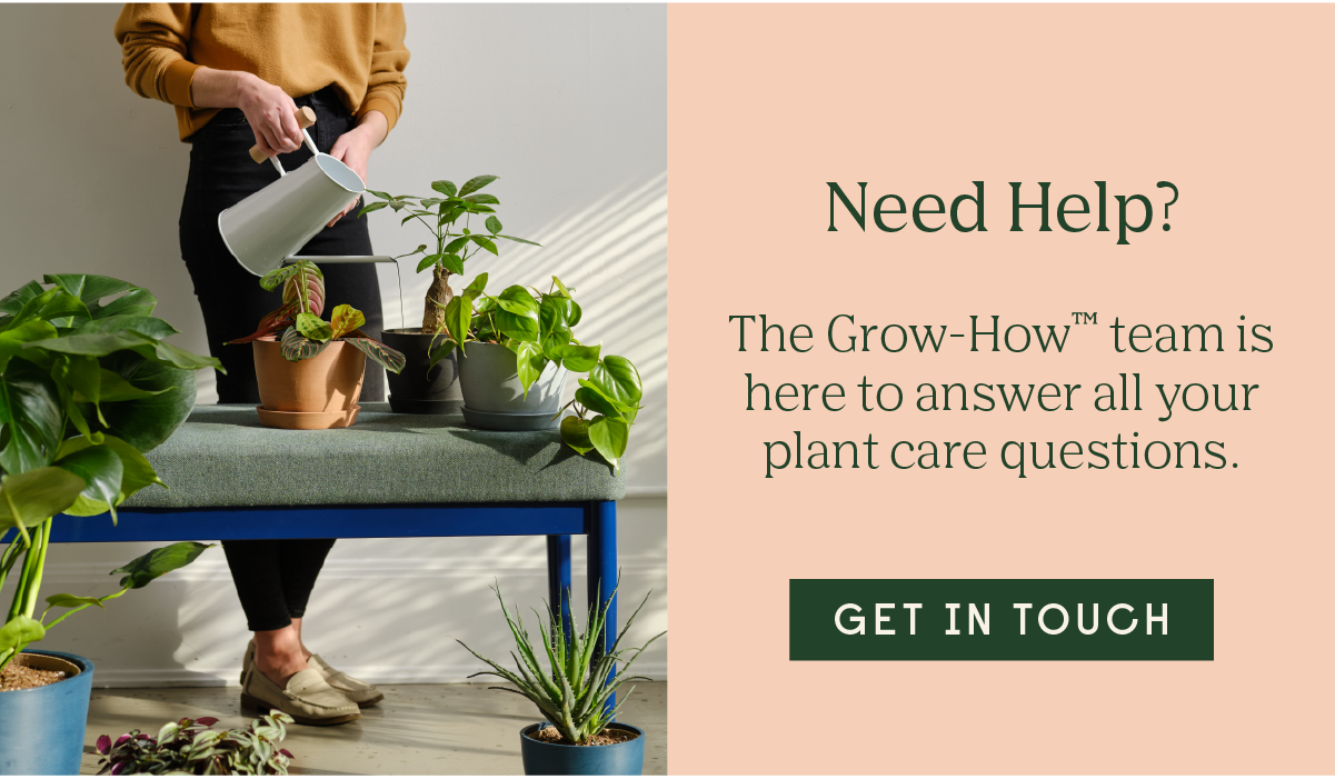 Get in Touch with the Grow-How Team for plant care support.