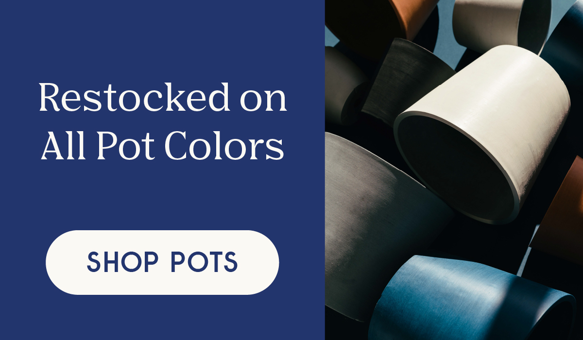 Restocked on all Pot Colors