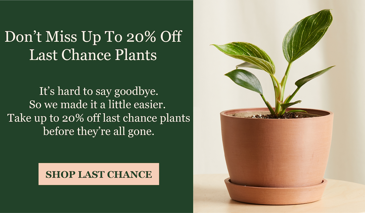Last Chance Plants are up to 20% Off