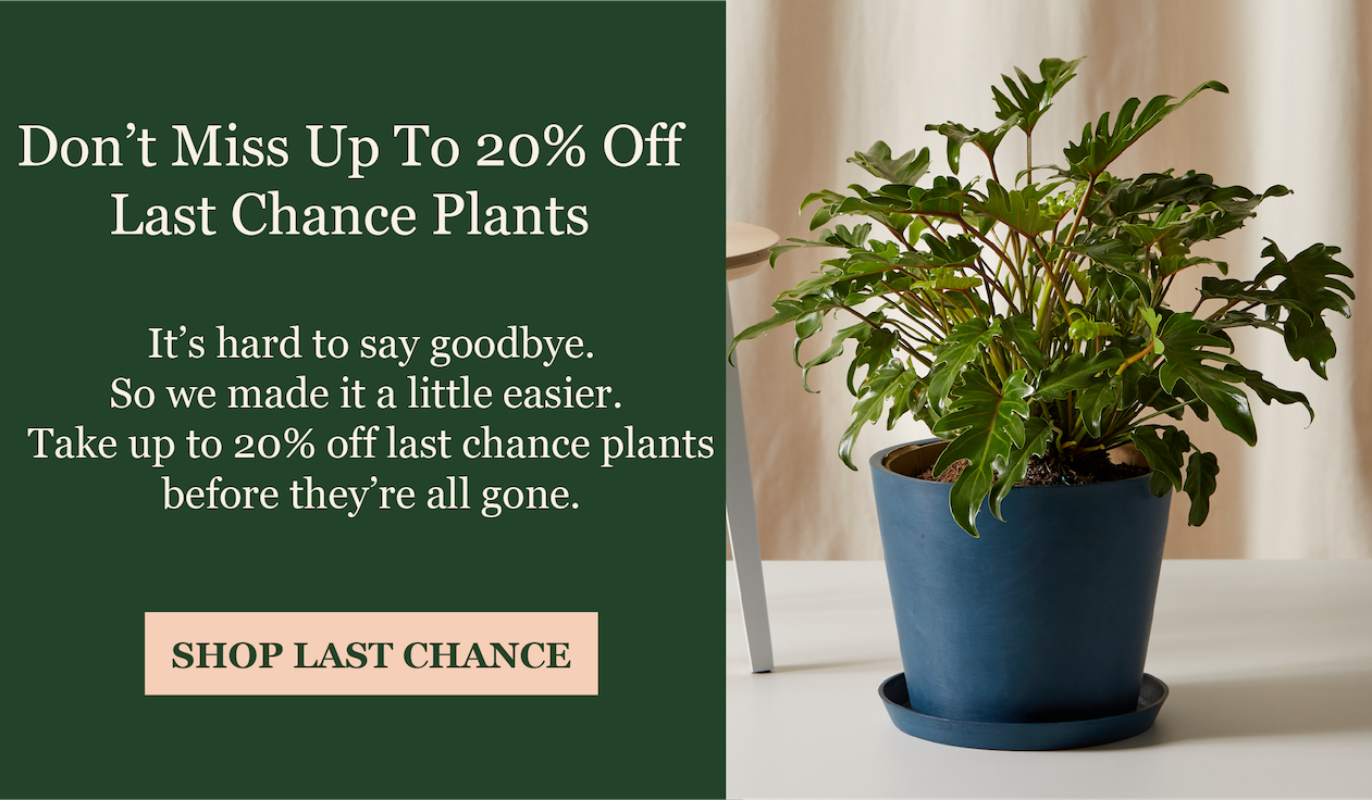 Last Chance Plants are up to 20% Off