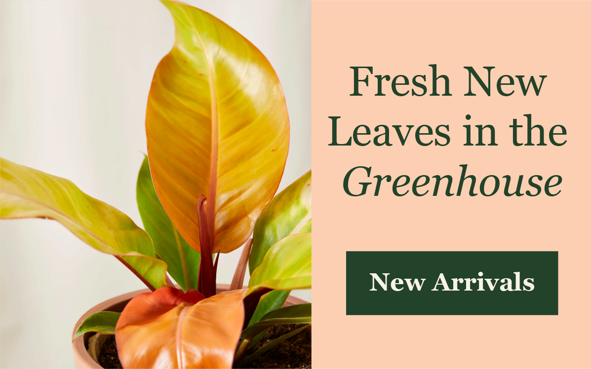 Fresh Leaves in the Greenhouse - Close up of the Prince of Orange Pla nt