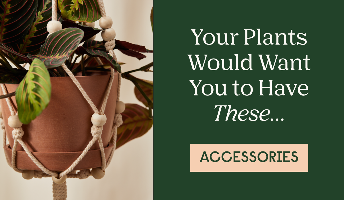 Plant Care Accessories