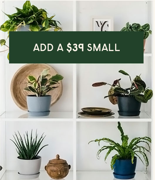 Add a $39 Small
