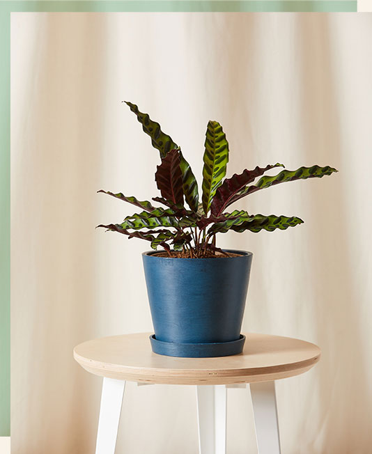 Calathea Rattlesnake