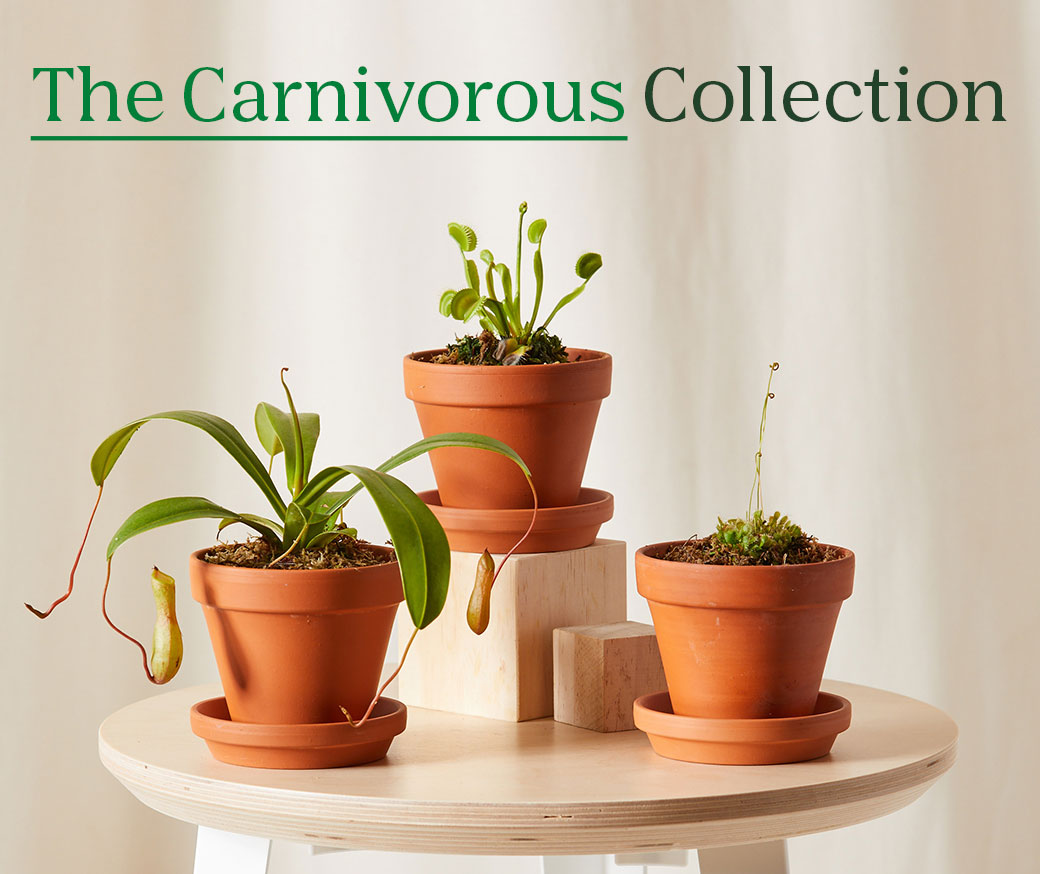 The Carnivorous Collection