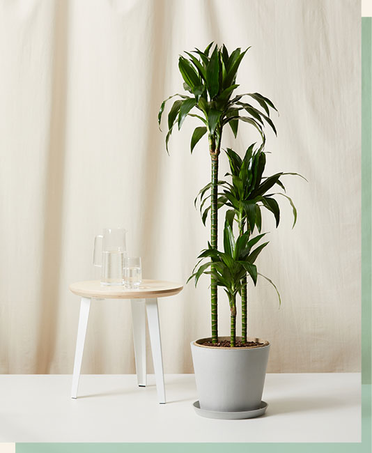 Dracaena Elegance