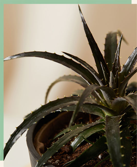 Dyckia Grape Jelly