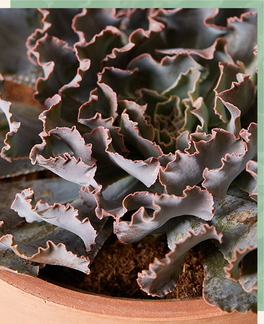 Echeveria Rosea
