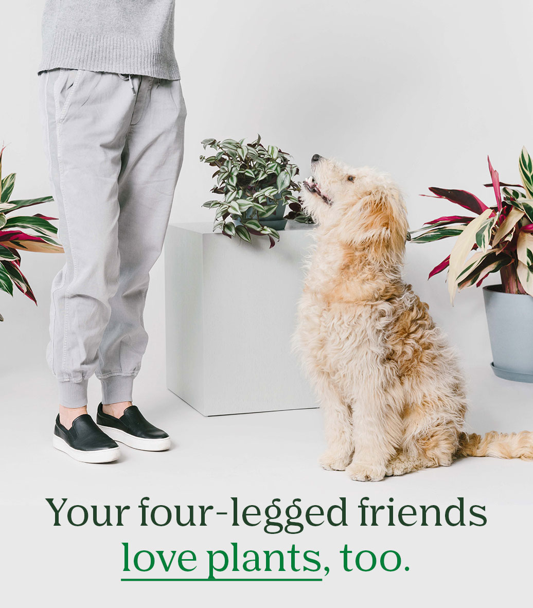 Your four-legged friends love plants, too.