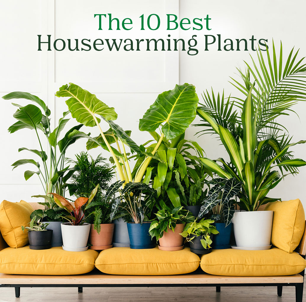 The 10 Best Housewarming Plants
