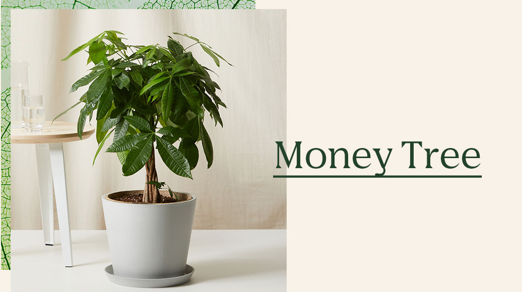 Money Tree