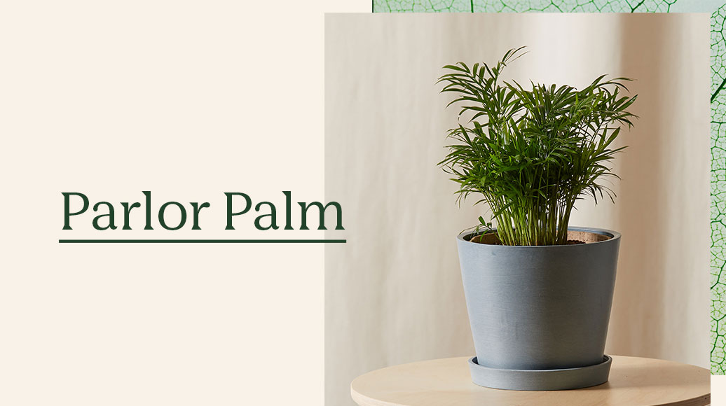 Parlor Palm