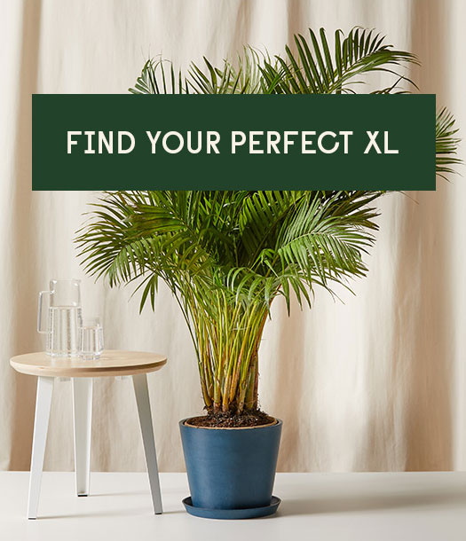 Find Your Perfect XL