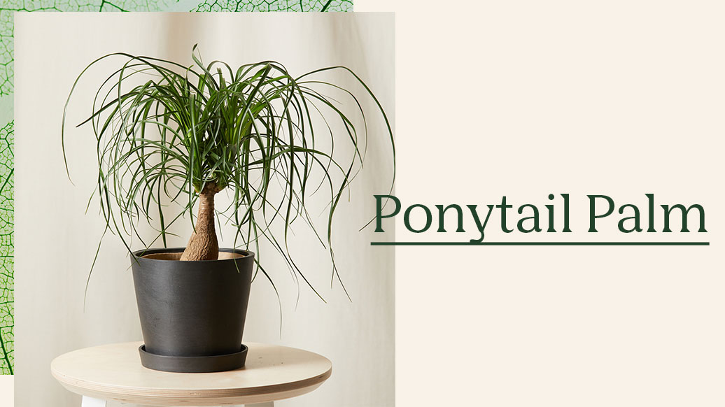 Ponytail Palm