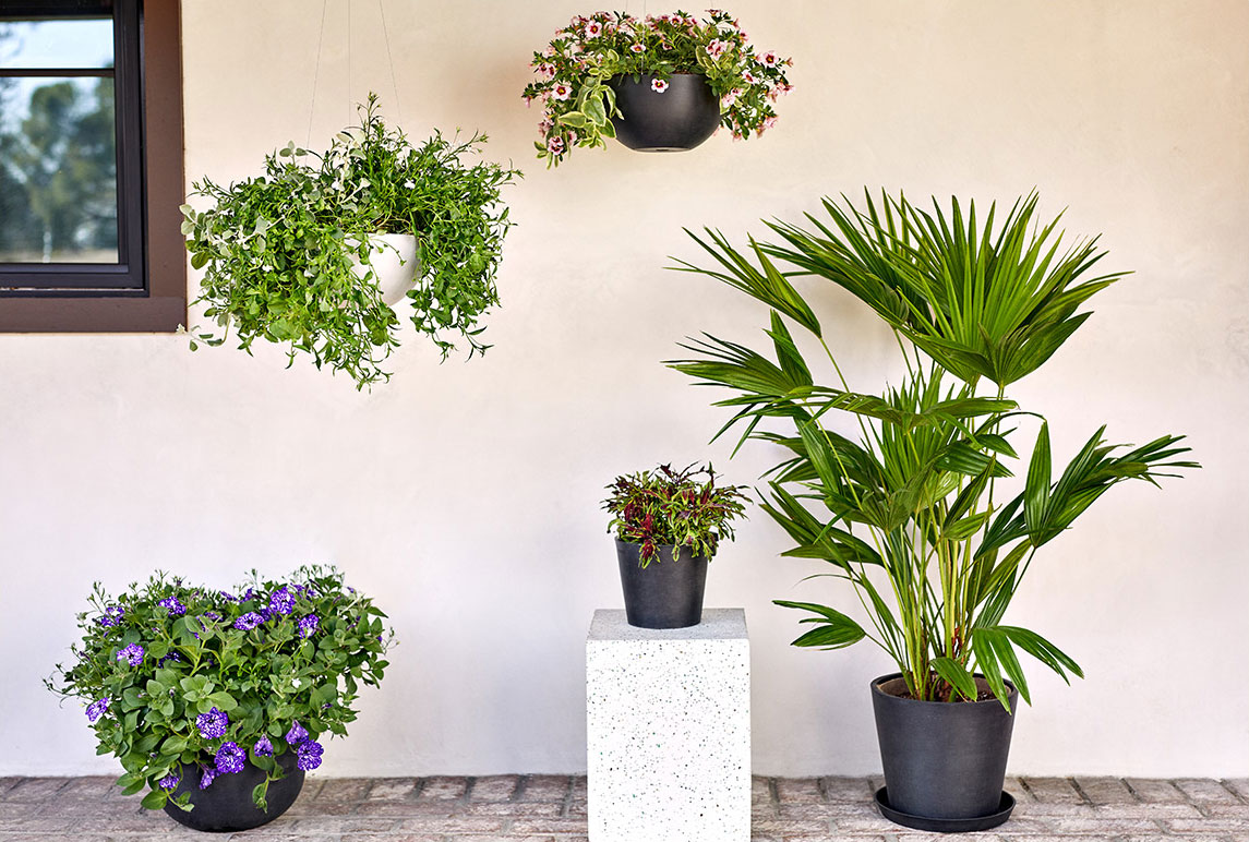 Meet Our New Potted Bloom Kits