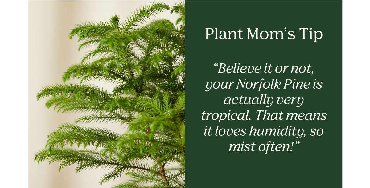 Plant Mom's Tip - Norfolk Pine