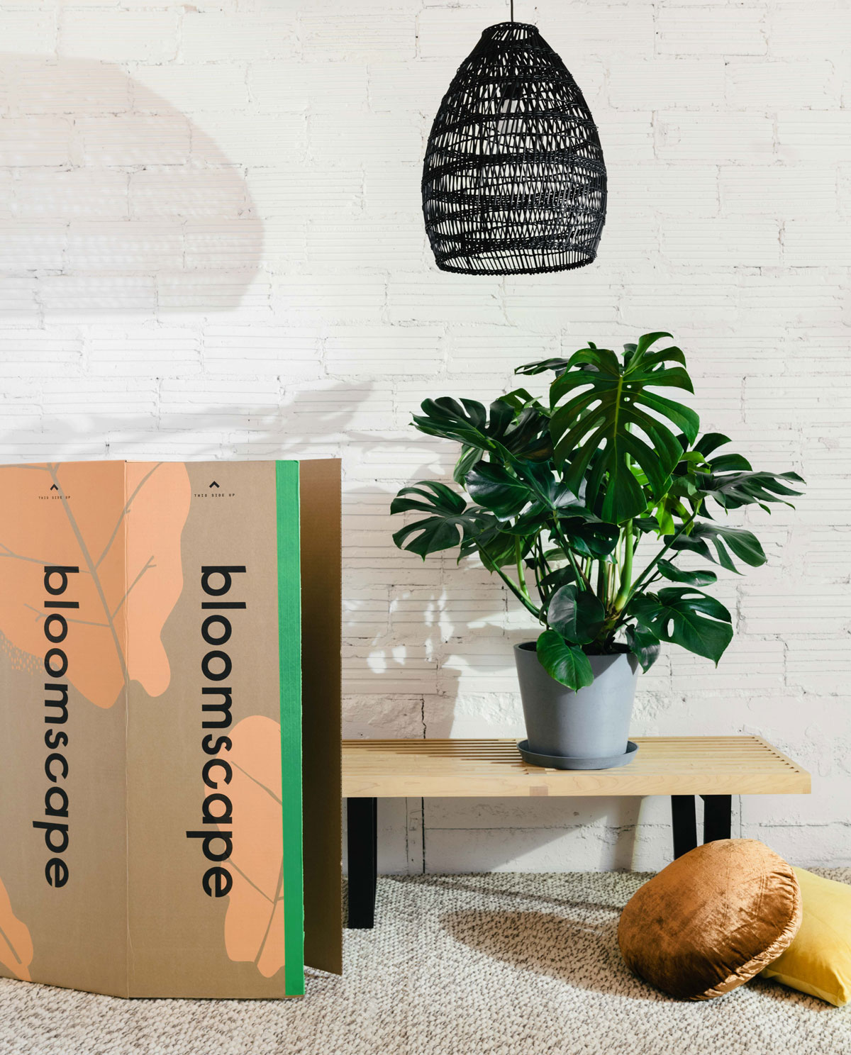 Fully grown and potted plants, delivered right to your door.
