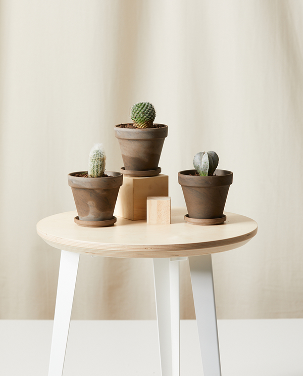 Sonoran Cacti Collection