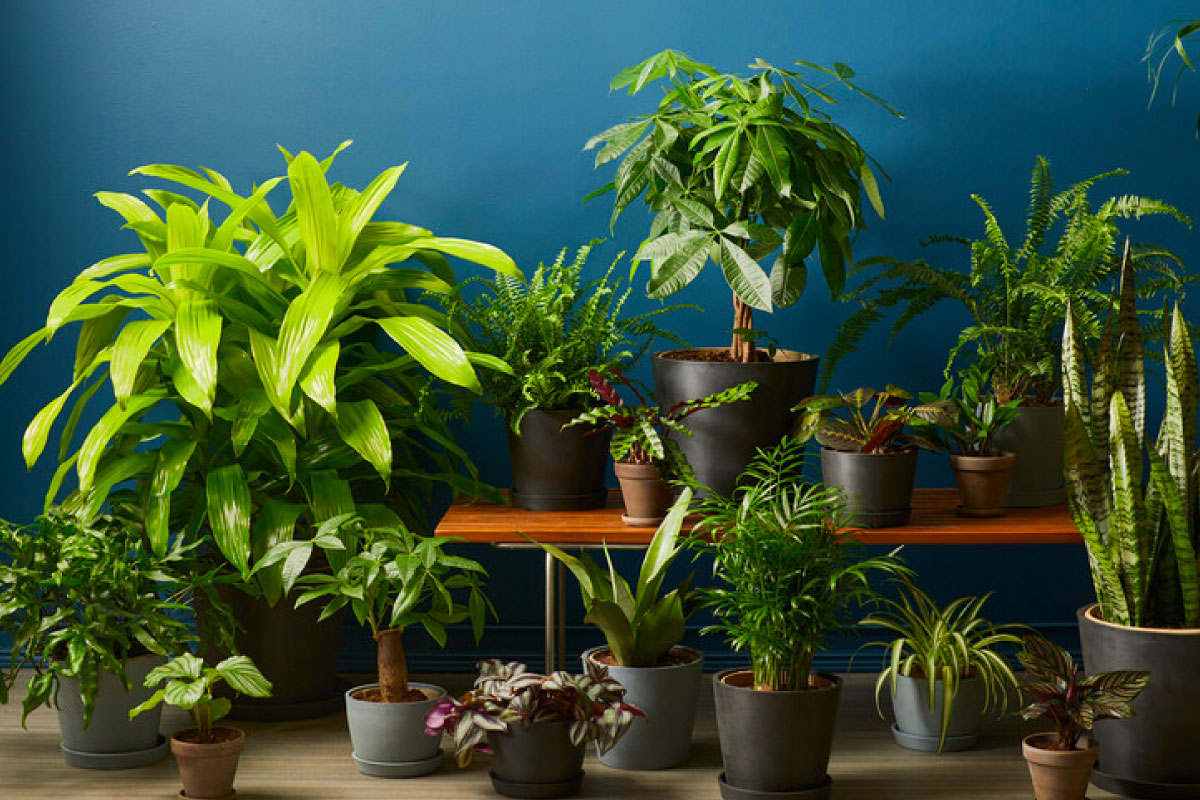 Grouping of Bloomscape's low light friendly plants 
