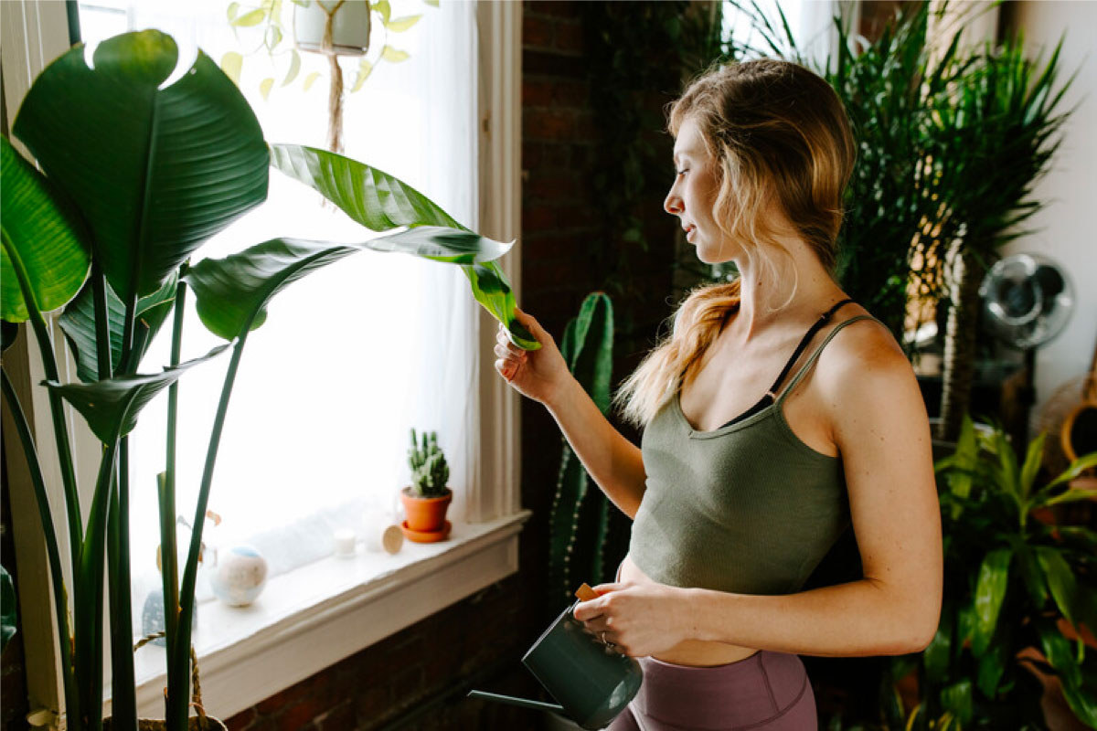 A woman noticing the leaf of a Bird of Paradise plant near the window
