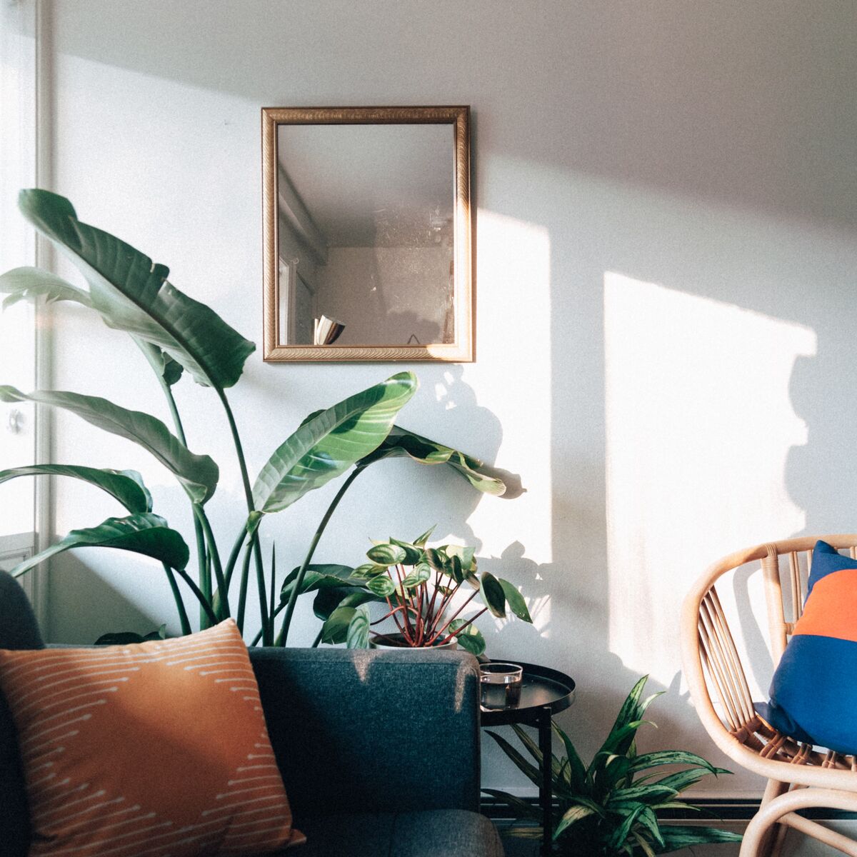 Sunlight pouring in through an apartment window onto a Bird of Paradise and Watermelon Peperomia plants