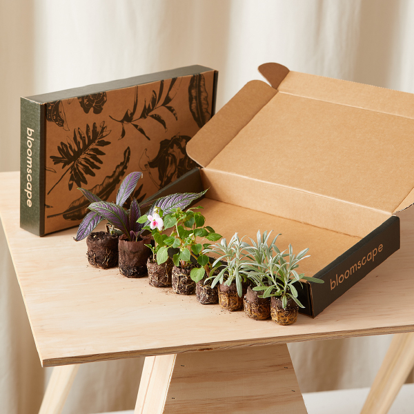 Young annuals and foliage of a Bloom Kit