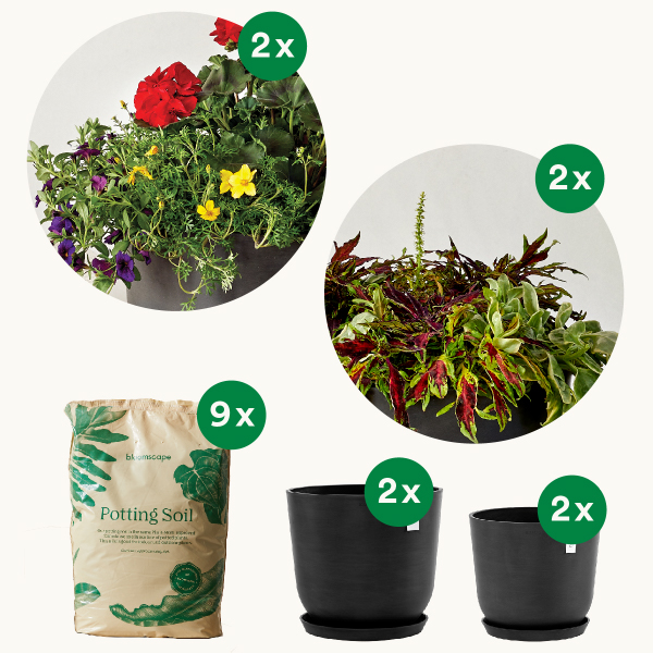 Young plants freshly potted
