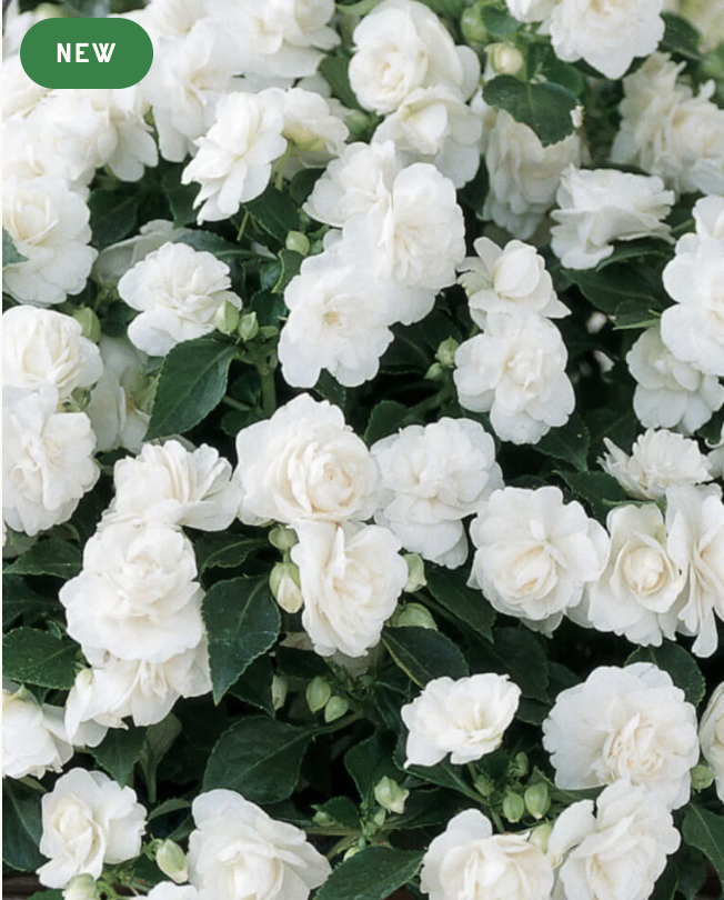 White Impatiens