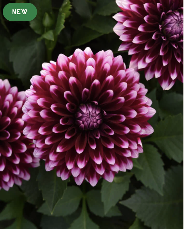Purple and White Dahlias