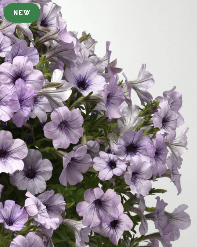 Light Purple Petunias